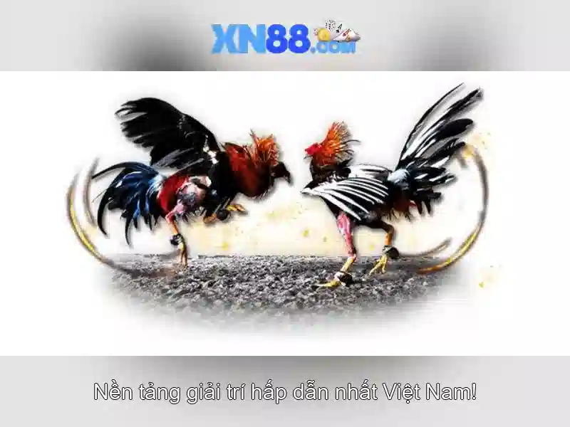 XN88: Sản phẩm và thị trường trò chơi trực tuyến Giao diện nhà cái hoàn hảo