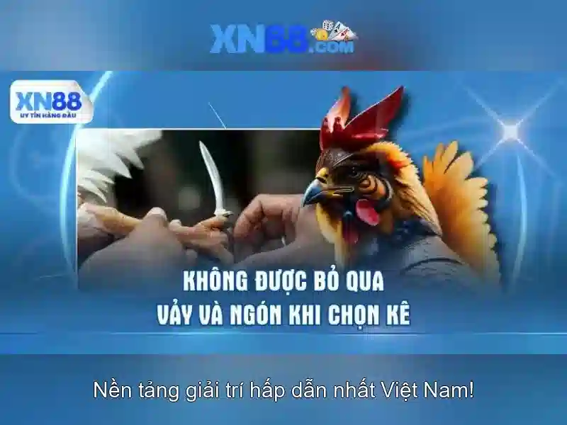xn88 là gì